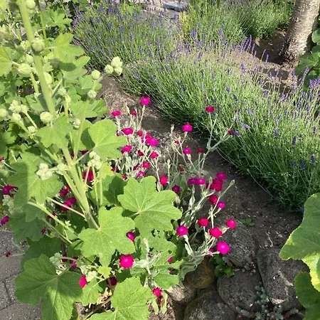 Centrum Homestay Ebeltoft