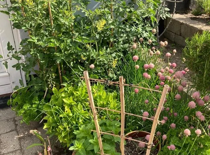 Проживание в семье Centrum